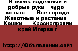 В очень надежные и добрые руки - чудо - котята!!! - Все города Животные и растения » Кошки   . Красноярский край,Игарка г.